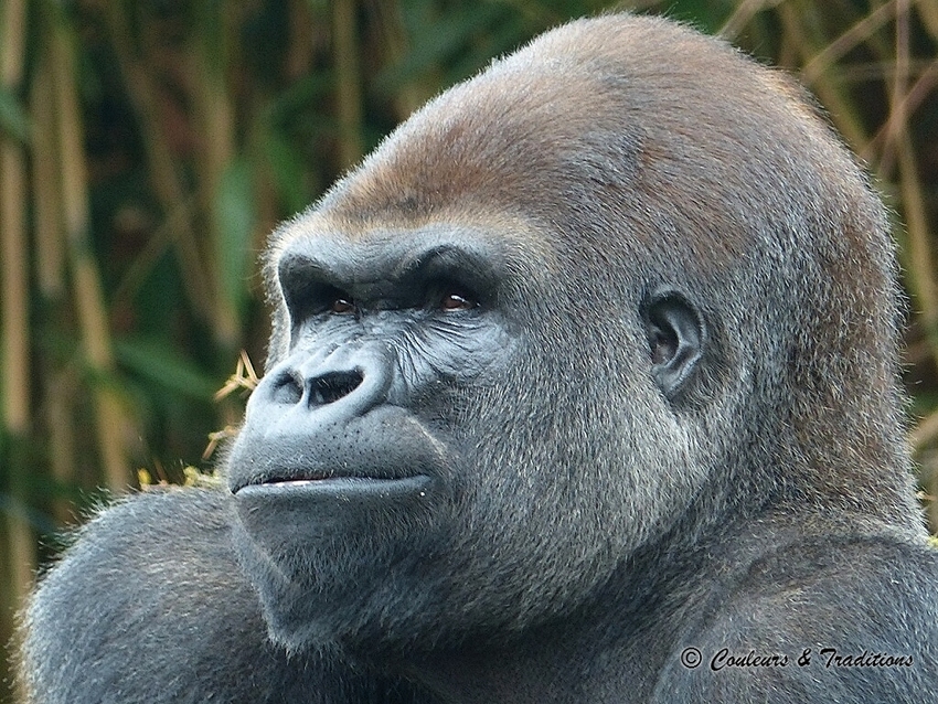 Gorilles du Sud ouest Africain 