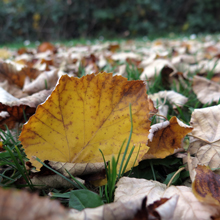 une photo jour après jour (du 8 au 14 novembre)