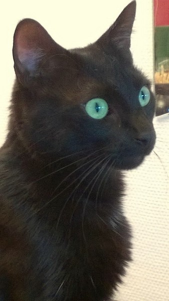 Le chat aux yeux turquoise - Béa Kimcat Blog Bis