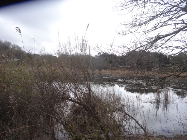 L'étang de Brandu à la sortie de l'hiver