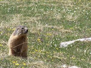 Marmotte - Queyras - Furfande