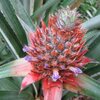 Ananas - Salle des plantes aromatiques  - Botanic Garden des US - WDC