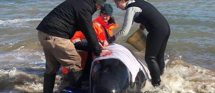 Des sauveteurs australiens contraints d'euthanasier des "dauphins-pilotes" en baie de Tasmanie