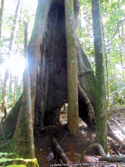 La Montagne des singes/ Guyane