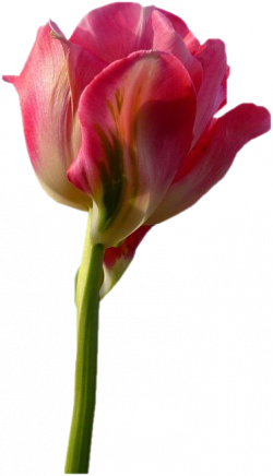 "News" de mon blog