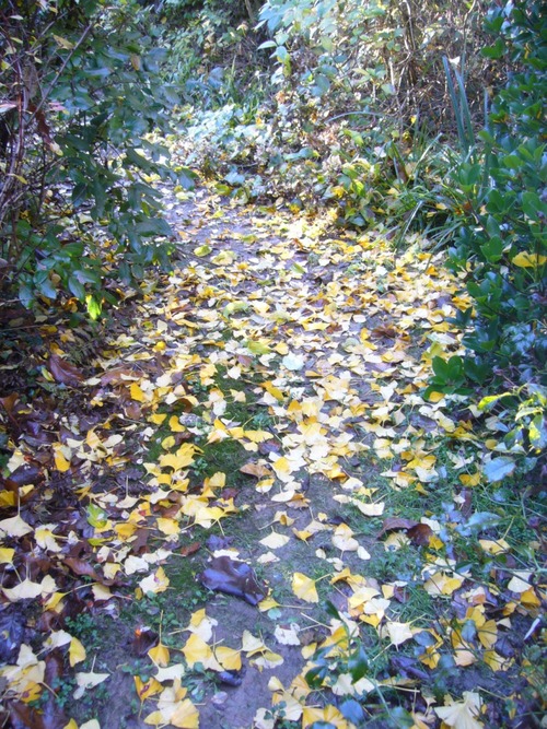 Décembre dans mon jardin