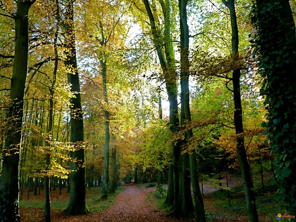 Photo : Sous bois...