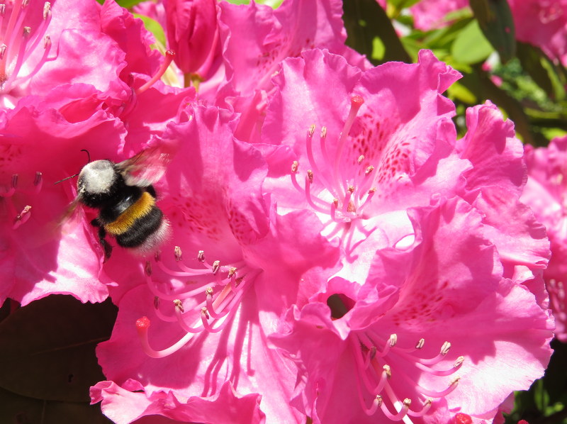 Couleurs  dans le jardin de Bertille