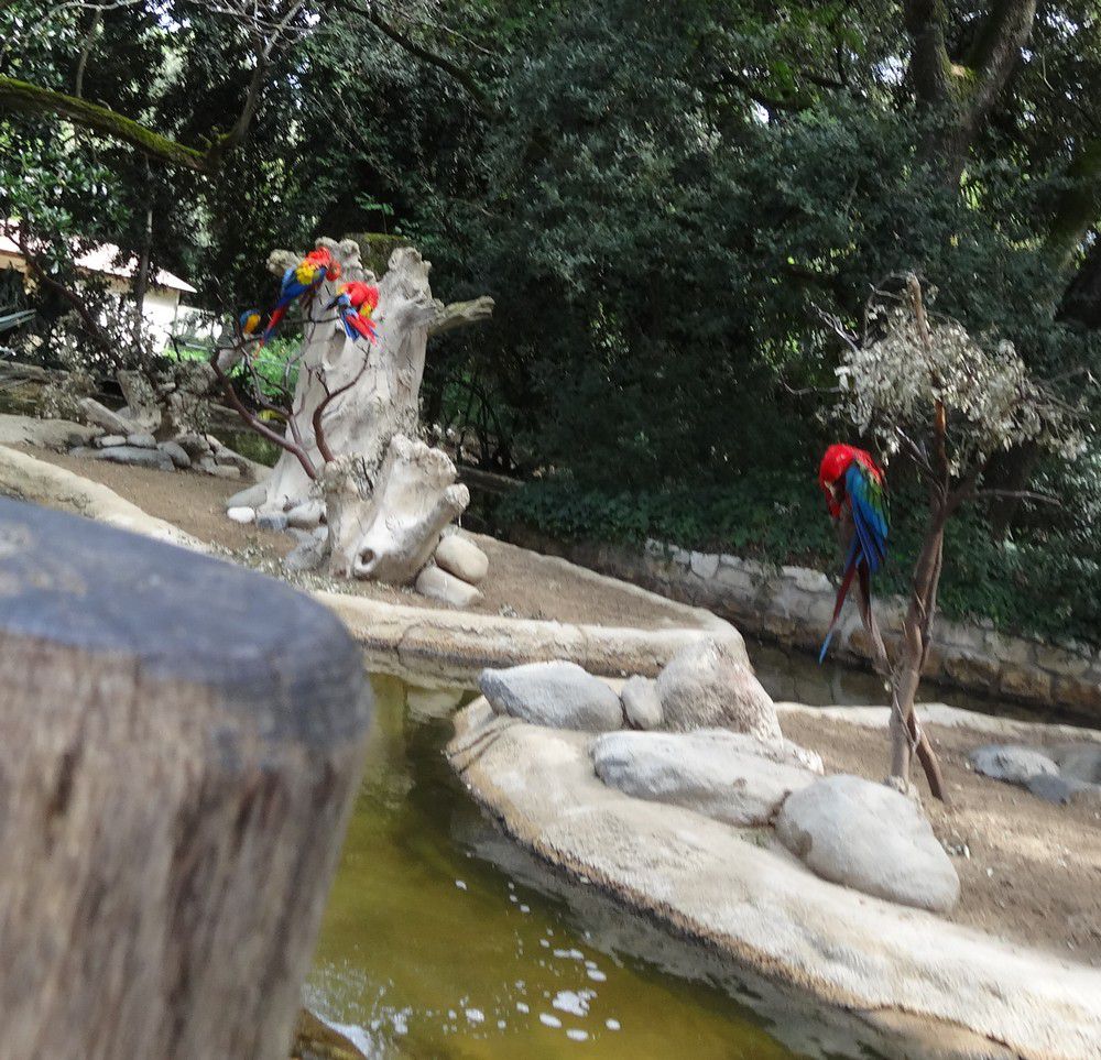 Les aras au Zoo de La Palmyre...