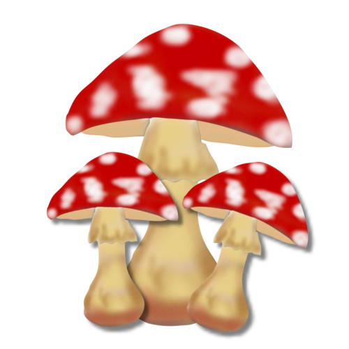 champignons / mushrooms