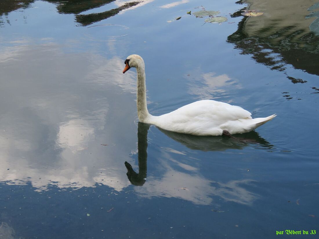 Cygne et Reflets 