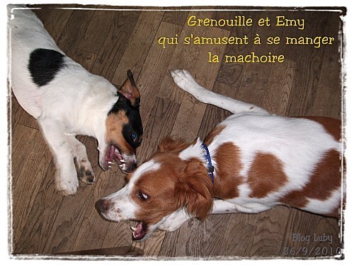 26 09 2010 emy grenouille 2