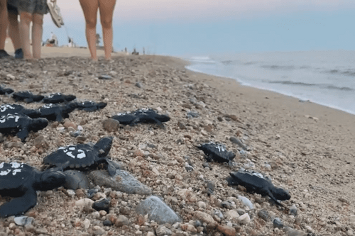 16 bébés tortues se jettent à l'eau, année record pour les caouannes sur les plages de Méditerranée
