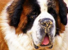 Saint-Bernard