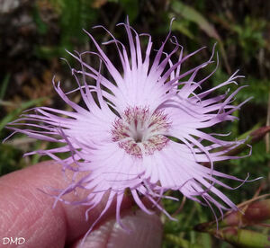 Dianthus hyssopifolius... D. monspessulanus - oeillet de Montpellier