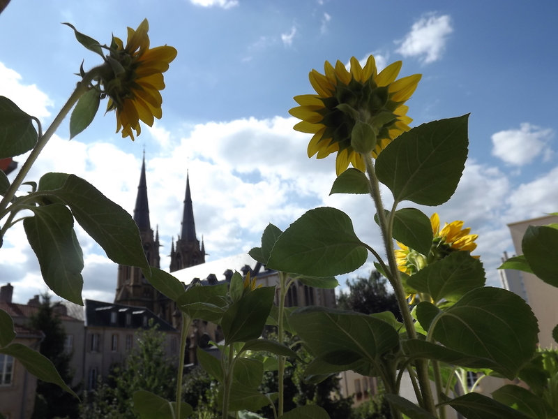 Des soleils en jardinières.