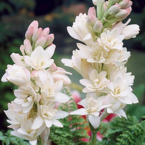 Tubéreuse Polianthes tuberosa 'La perle' (willemsefrance).jpg