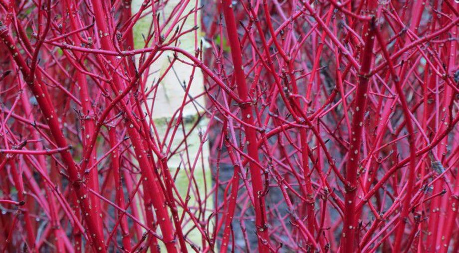   Cornus Alba Sibirica - Cornouiller Blanc de Sibérie 