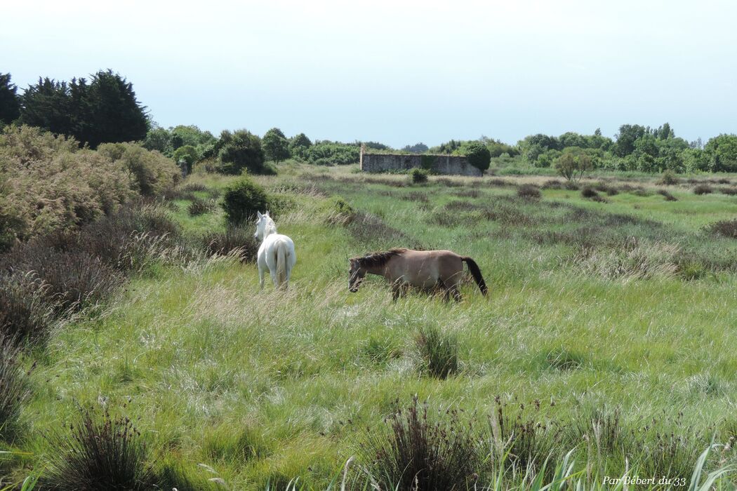des chevaux dans le marais à Oléron (17)