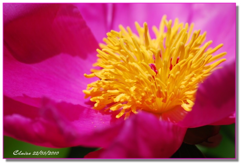 pivoine2