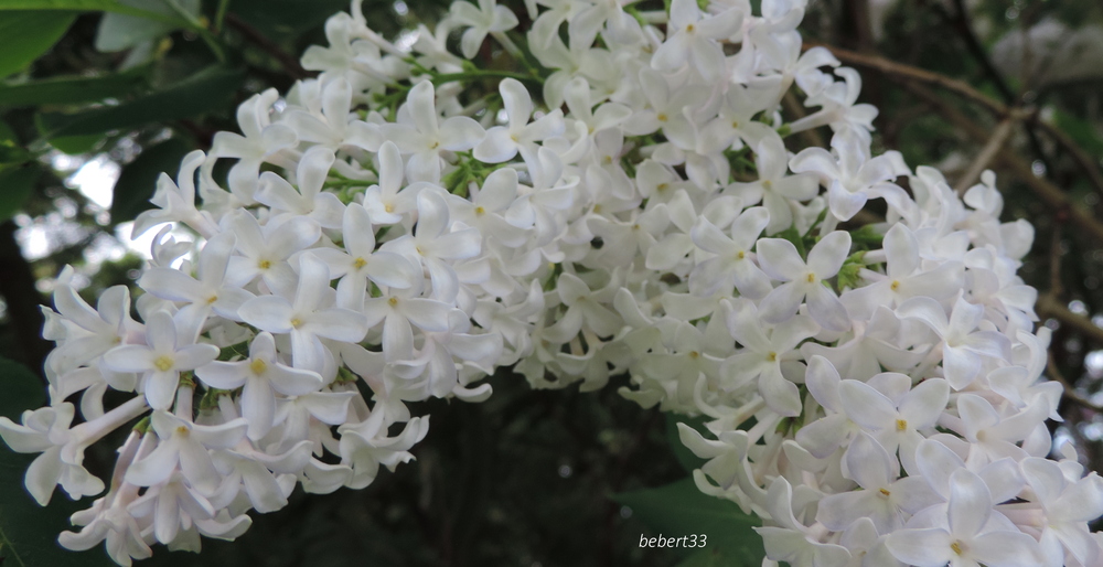 quelques fleurs en macros