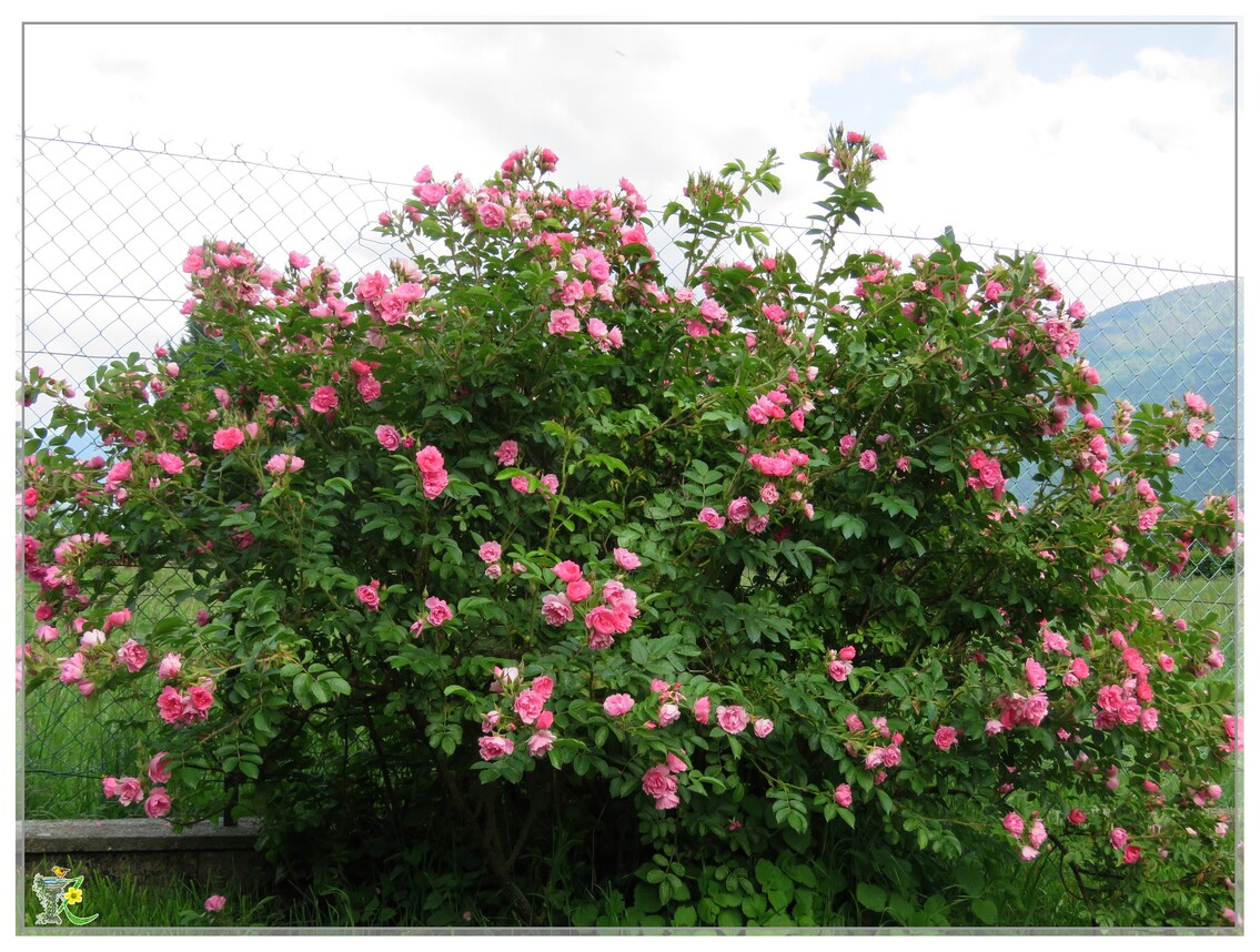 BOUQUETS DE ROSES DU JARDIN  2020