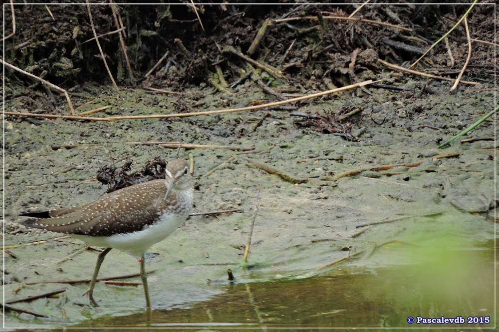 Réserve ornitho du Teich - fin Juilet 2015 - 8/9