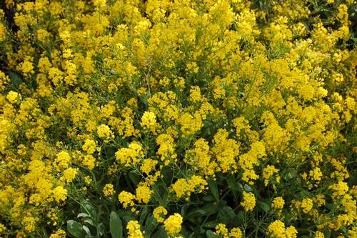 Tapis jaune corbeille d'or Alyssum saxatile (Tim Waters - flickr).jpg