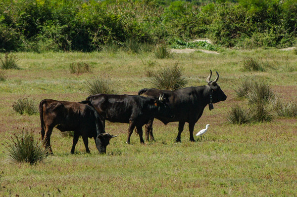 Taureaux et chevaux