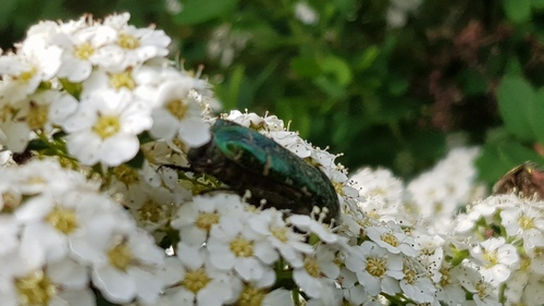 La cétoine Dorée