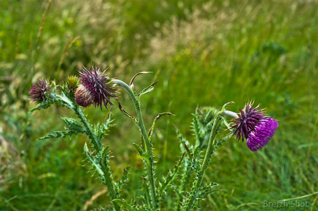 Le chardon penché à Porz Breign,Trégunc 