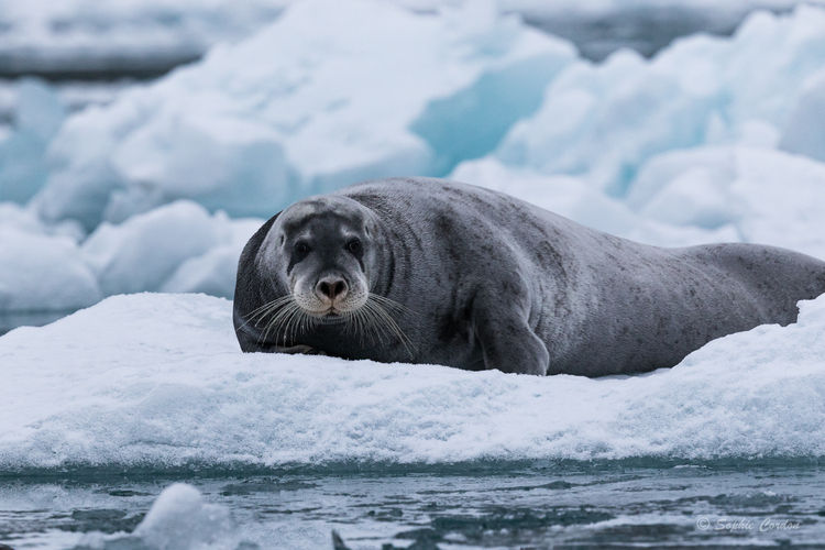 Le phoque de Kongsfjorden