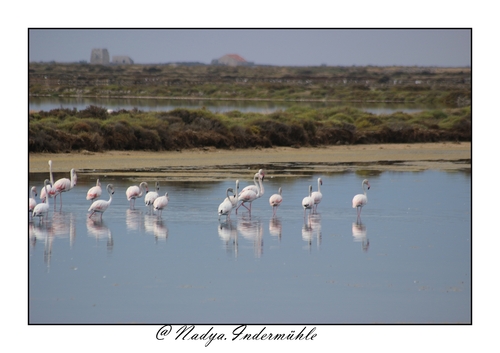 Flamand rose