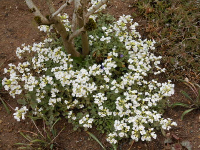 Il fleurit abondamment courant mars avril, ses fleurs sont blanches....