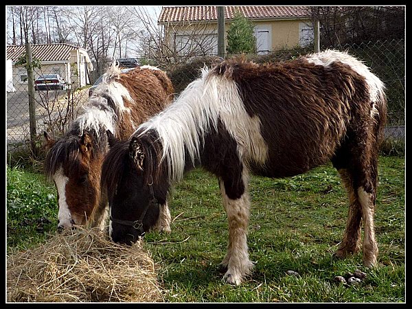 ponettes à vendre 001