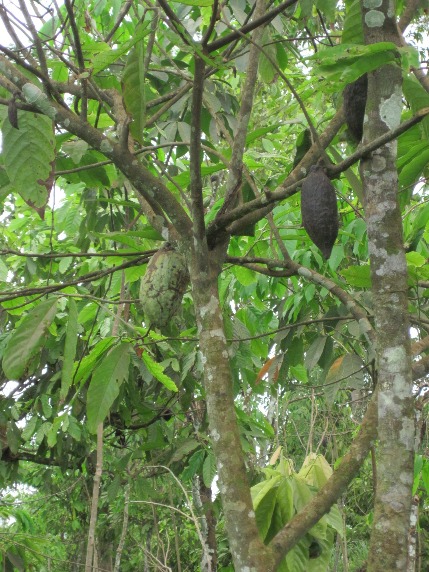 Côte d'Ivoire Cacaoyer
