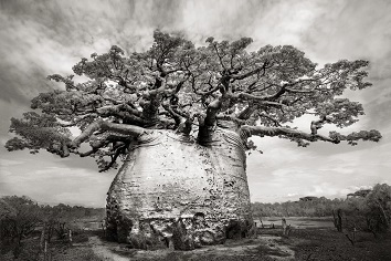 Majestueux baobabs ... 