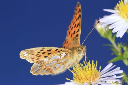 Papillon Petit Nacré (Issoria lathonia)