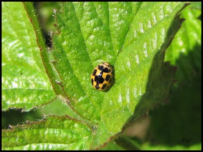 Coccinelle à 14 points.