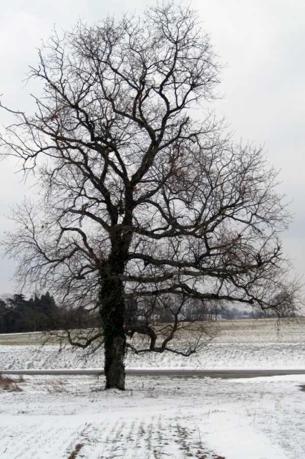 M3 - Arbre solitaire