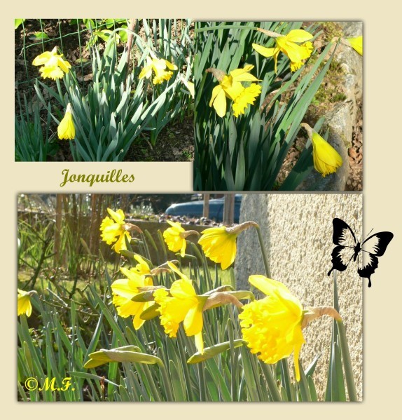 jonquilles_du_29-02-12.jpg