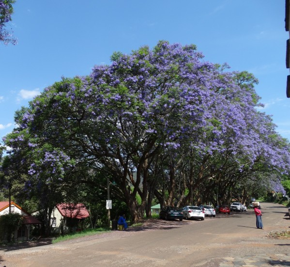 Photo prise en novembre 2013 à Pilgrim en Afrique du Sud