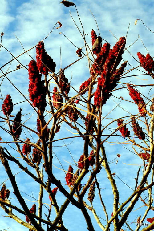 Branches et ciel de novembre 