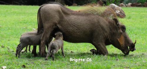 Un sanglier fait ses courses dans un Castorama...