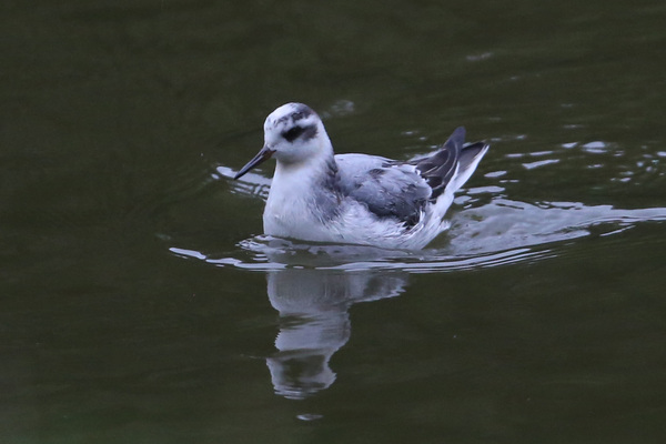 Le Phalarope des Buttes-Chaumont