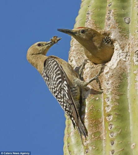 oiseaux-cactus.jpg