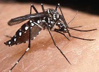 Aedes-Aegypti.jpg
