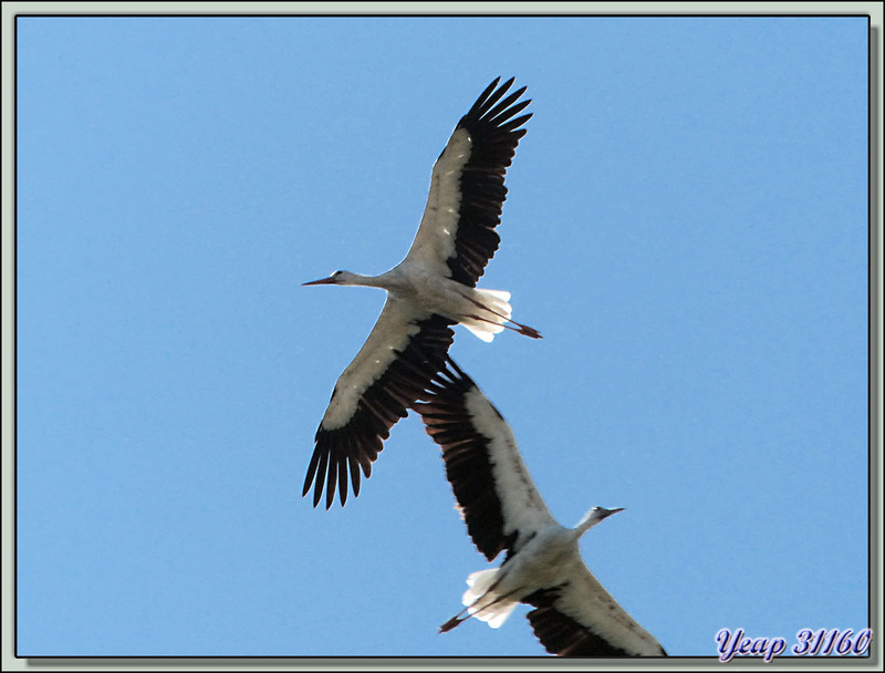 L'envol de la cigogne - Miramont-de-Comminges - 31