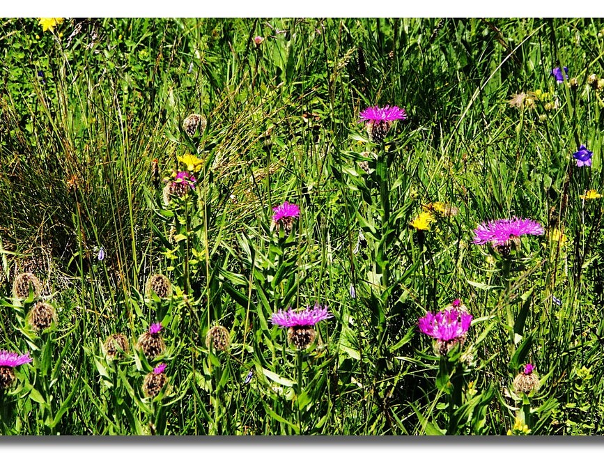 FLEURS DES ALPES