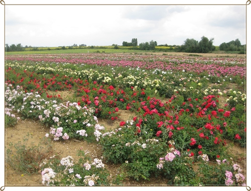 Des champs de roses